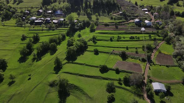 Pine Forests And Alpine Meadows