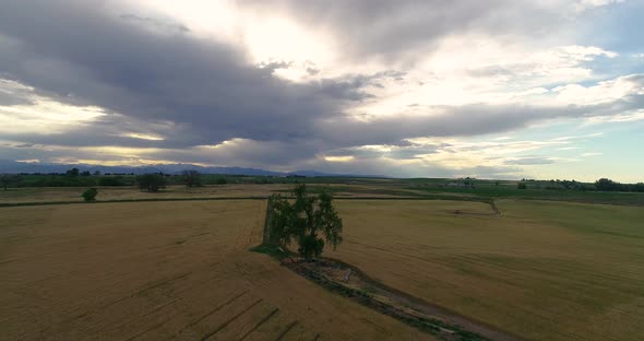 Slight orbit around a tree in a golden field of winter wheat ready for harvest with the rocky mounta