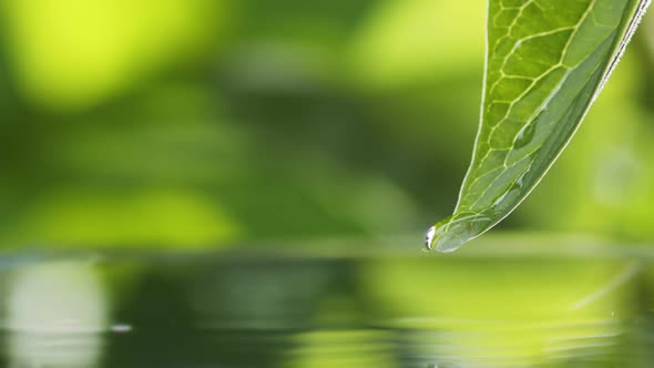 Drops of Water Slowly Fall and Splash From Green Leaf Down to the Surface of the Lake