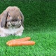 The lop-eared rabbit of a breed a dwarf ram sits on a lawn and washes. - VideoHive Item for Sale