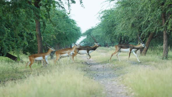 Herd of All male Blackbuck antelopes crosses the road inside a grassland located In India