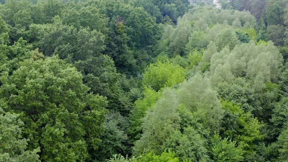 Light green forest of mixed trees