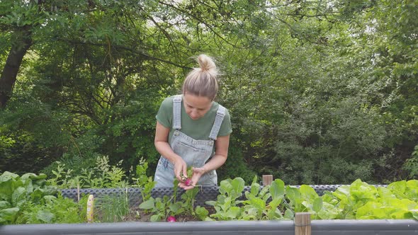 Slow motion shot of woman harvesting radishes from raised bed