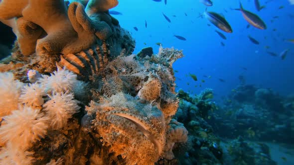 Tropical Underwater Scorpion-Fish