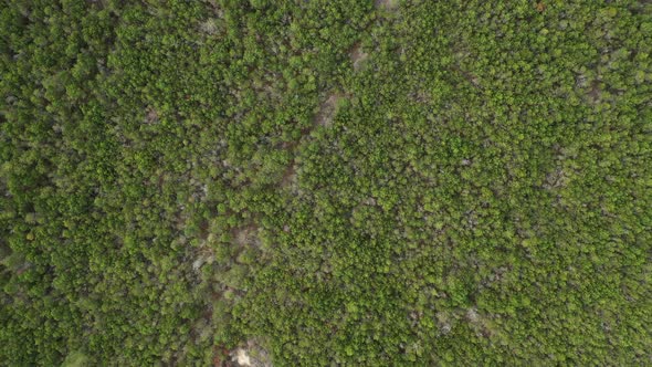 AERIAL: Top View Shot of Wild Natural Pine Trees in Forest