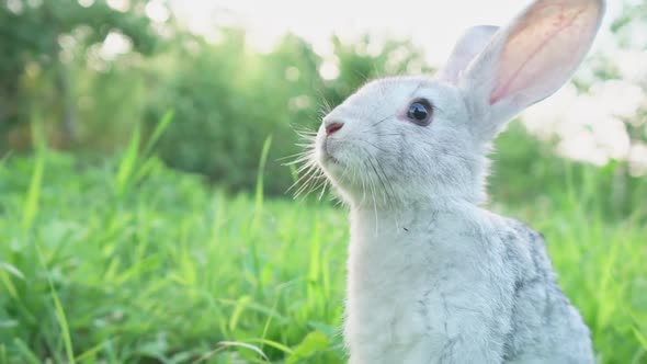 Cute Fluffy Light Gray Domestic Rabbit with Big Mustaches and Ears on a Green Juicy Meadow Grazes on