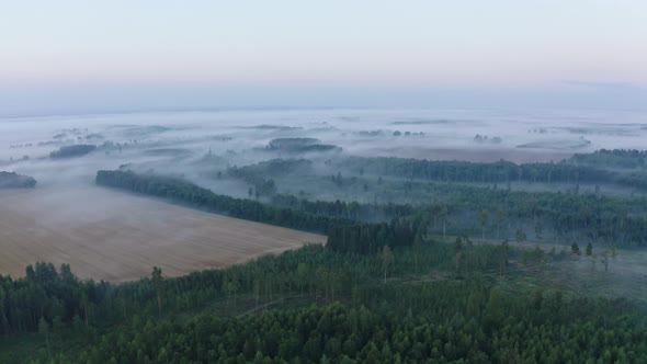 Forest and Fields