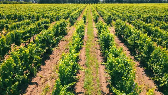 Aerial Flight Over Green Vineyards in Ukraine