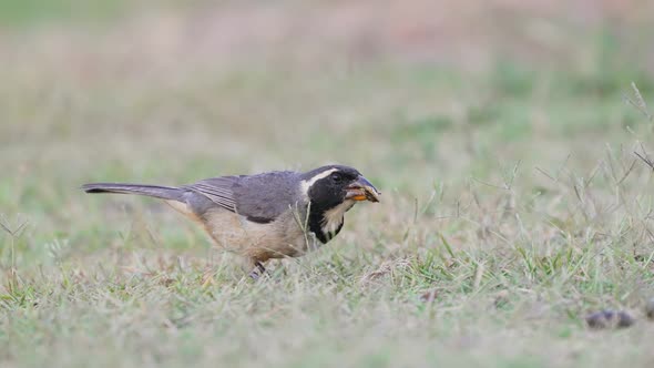 Tiny little golden-billed saltator, saltator aurantiirostris grey feathered bird with black and whit