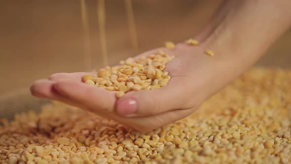 Dried Split Peas Dropping in Hand, High Quality Food Product, Organic Farming