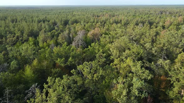 Trees in the Forest Aerial View. Slow Motion