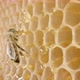 Bees Eating Honey From a Honeycomb - VideoHive Item for Sale