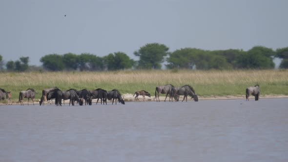 Herd of wildebeest drinking from a lake 