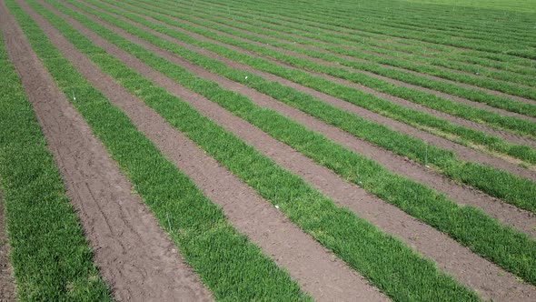 Aerial View of Striped Field with Early Wheat Rye Millet or Corn