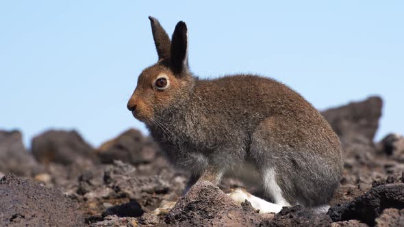 European Hare, Lepus Europaeus, Nature