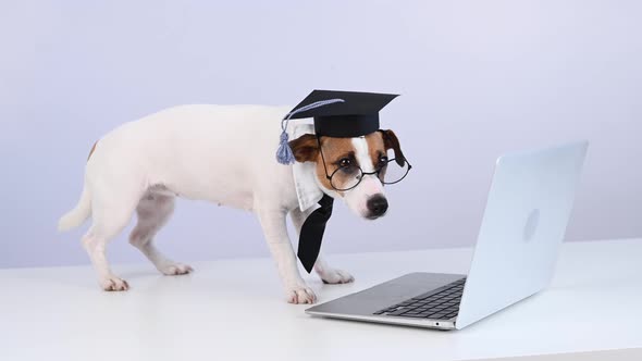 Jack Russell Terrier Dog Dressed in a Tie and an Academic Cap Works at a Laptop on a White