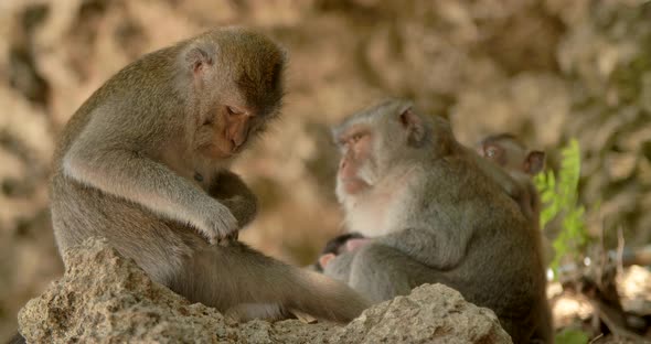 Monkey Looking for Fleas in Wool Bali Indonesia