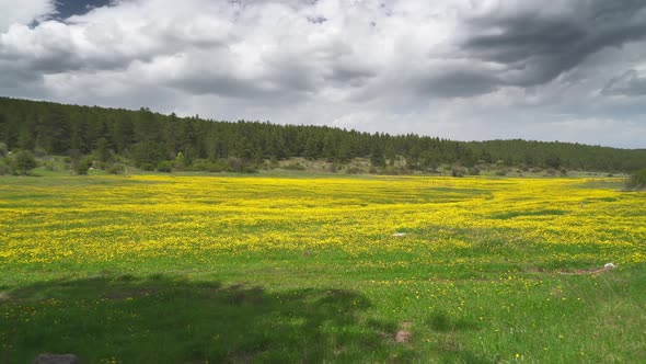 Hayfield Covered With Yellow Flowers