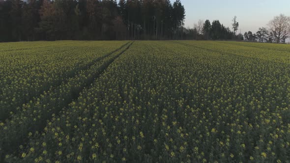 Yellow Flowers On A Field With Drone At Sunset