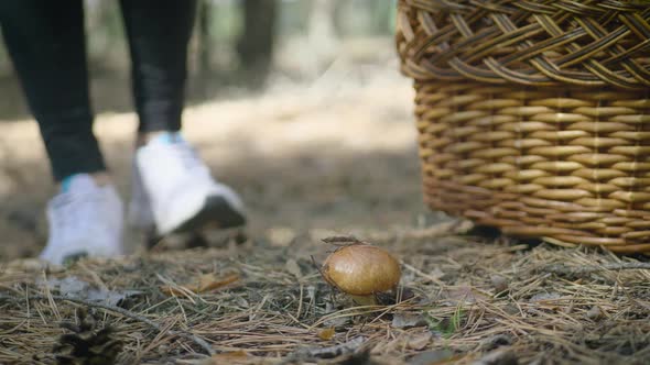 Young Woman Gathers Mushrooms in the Forest. A Girl Cuts a Edible Mushroom in a Forest with a Knife