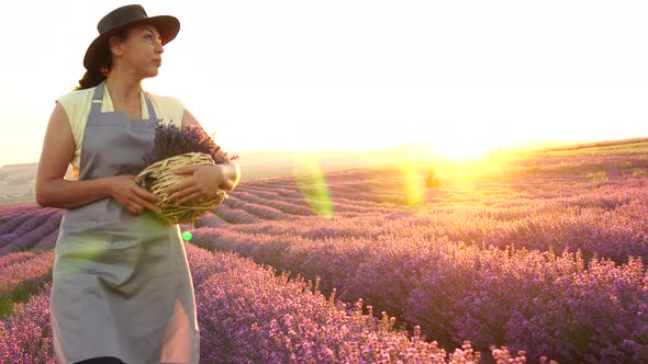 Lavender production and oil producer. Authentic woman farmer growing lavender in the field