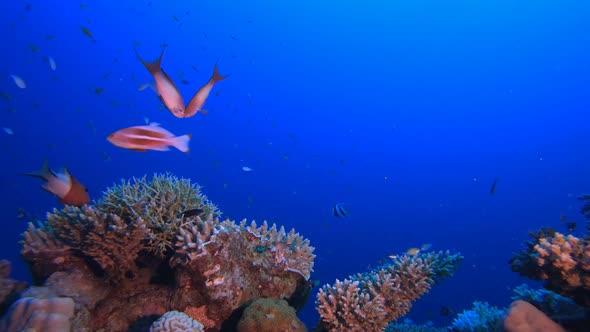 Underwater Tropical Blue Sea