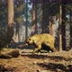 Bear In The Forest 2 - VideoHive Item for Sale