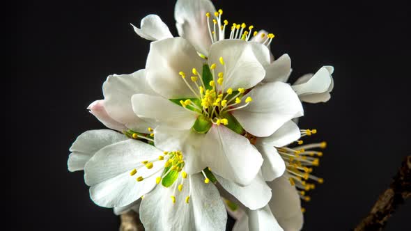 Almond Blossom Time Lapse on Black