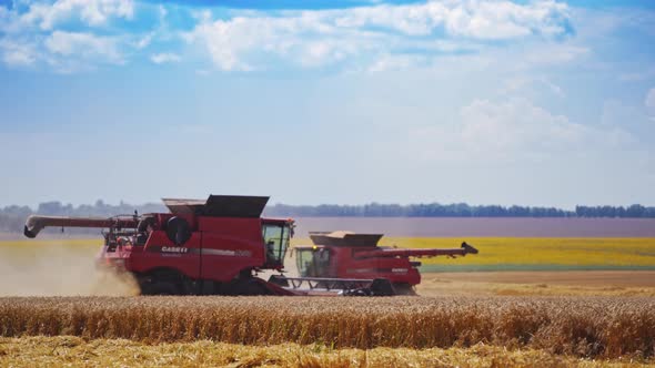 Combines on agricultural field. Two combine harvesters cutting wheat