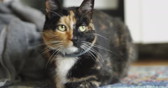 Beautiful Cat Sitting on the Floor