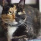 Beautiful Cat Sitting on the Floor - VideoHive Item for Sale