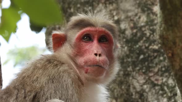 Single monkey watching on the tree