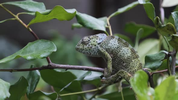 Chameleon Sitting on a Branch in a Green Forest Zanzibar