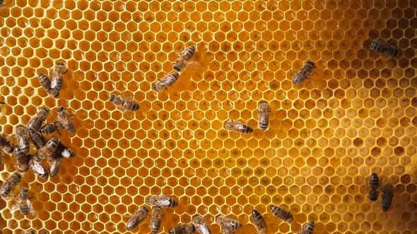 Bee Larvae in the Honeycomb, Insect Seeding. Swarm of Bees Working on a Honeycomb Carries Honey and