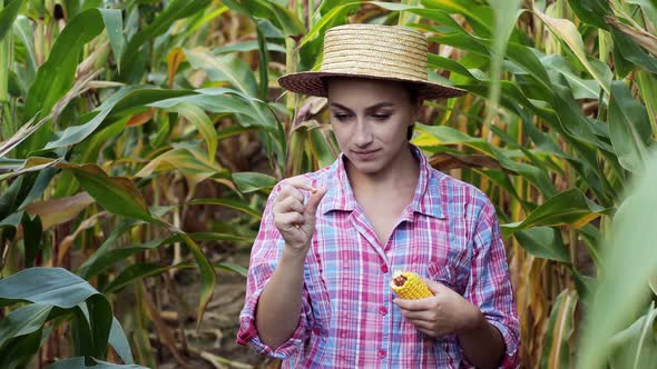 Farmer or an agronomist inspect a field of corn cobs. The concept of agricultural business.