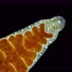Leech of the family Glossiphoniidae under a microscope, order Rhynchobdellida - VideoHive Item for Sale