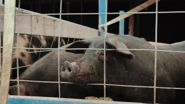 Close Up View of Pig Farm Two Black Pigs Near the Fence