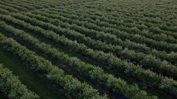 Aerial drone view Blueberry bush field, organic ripe. Blue berry hanging on a branch,