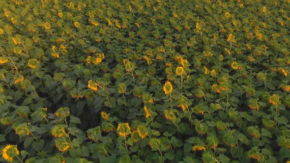 Drone Moving Across a Sunflowers Field at Summer Sunset