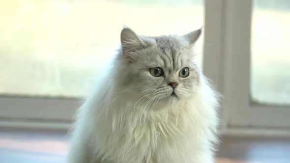 Close Up Of Persian Cat