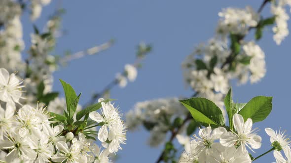 White cherry genus Prunus tree blossoms against blue sky slow tilt 4K 2160p 30fps UHD video - Tiltin