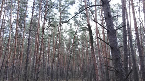 Forest Landscape Aerial View Slow Motion