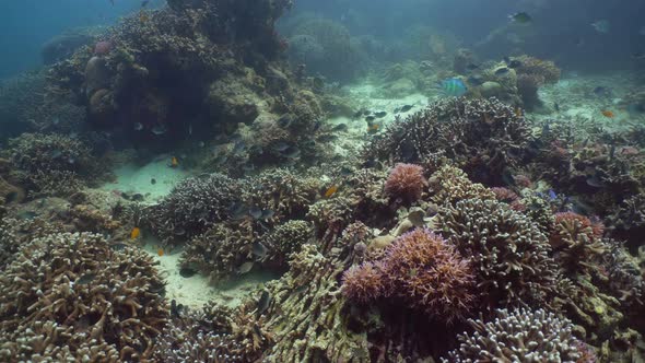 The Underwater World of a Coral Reef