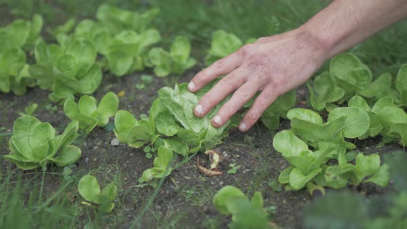 Gardener weeding young healthy lettuce heads in garden. CLOSE UP