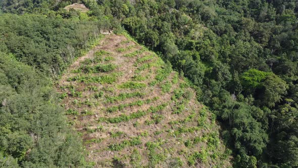 Aerial view plantation at hill