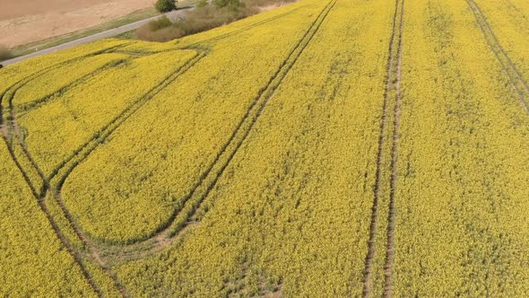 Beautiful Yellow Rape Fields In Spring Sun Aerial