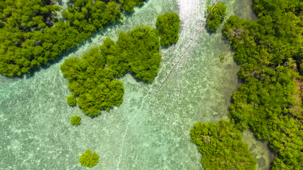 Green Mangroves. Bohol, Philippines.