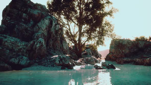 Green Tropical Tree Growing Lonely on a Greek Stone Cliff By the Sea