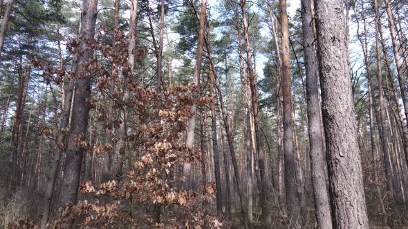 Trees in a Pine Forest During the Day Aerial View