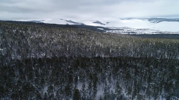 Snowy Trees in the Winter Forest